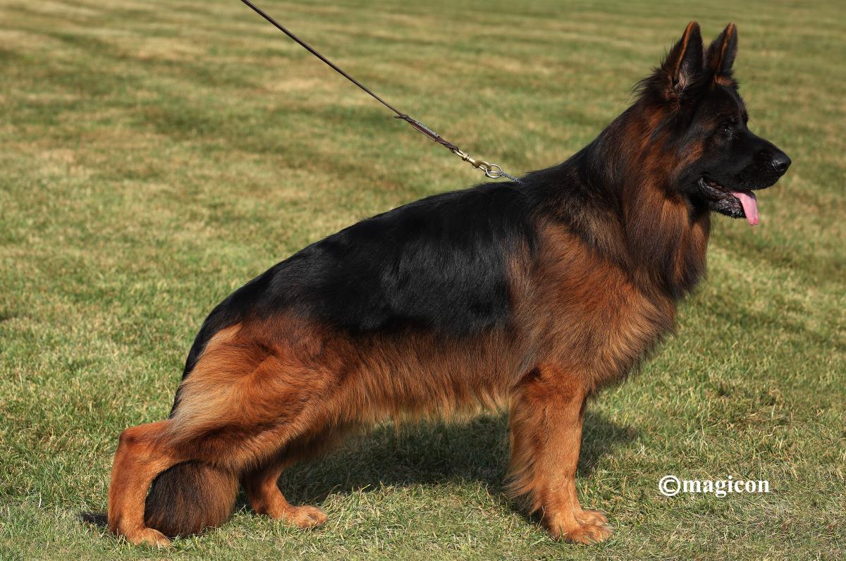Long coat German Shepherd placeholder
