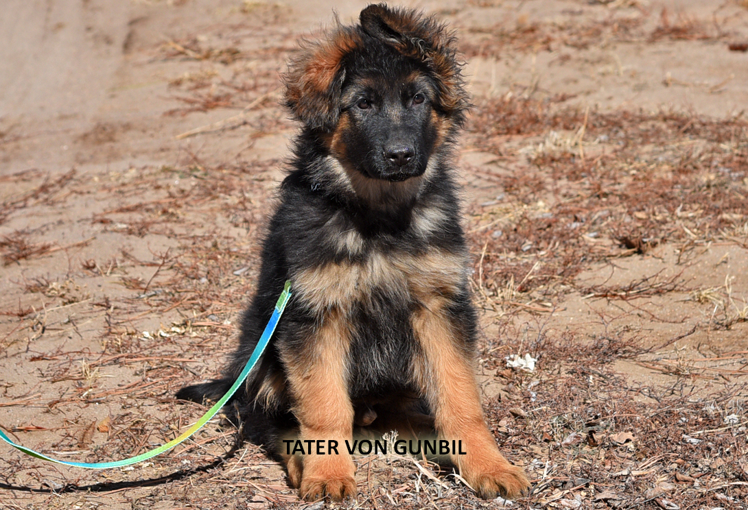 Tater training photo 2