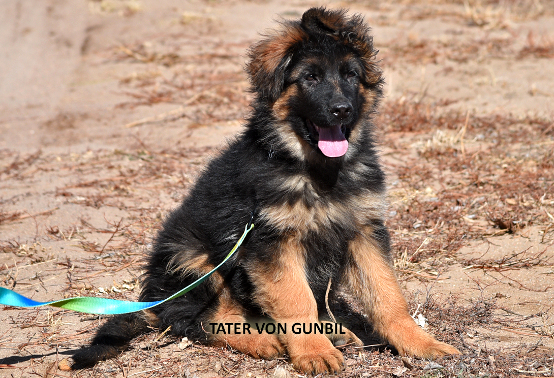 Tater training photo 3