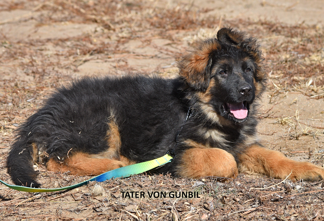 Tater training photo 4