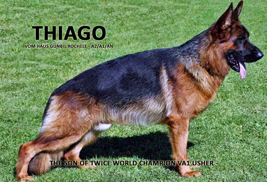 Sire: Thiago von Gunbil Rochele — champion male German Shepherd