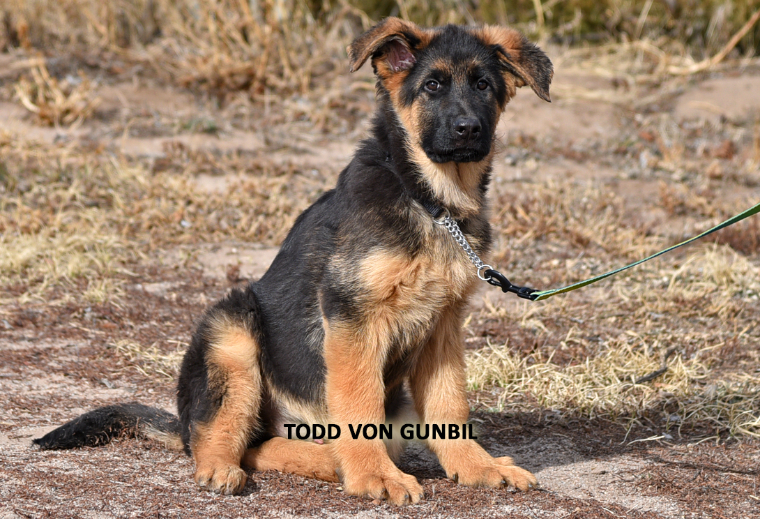 Todd training photo 4