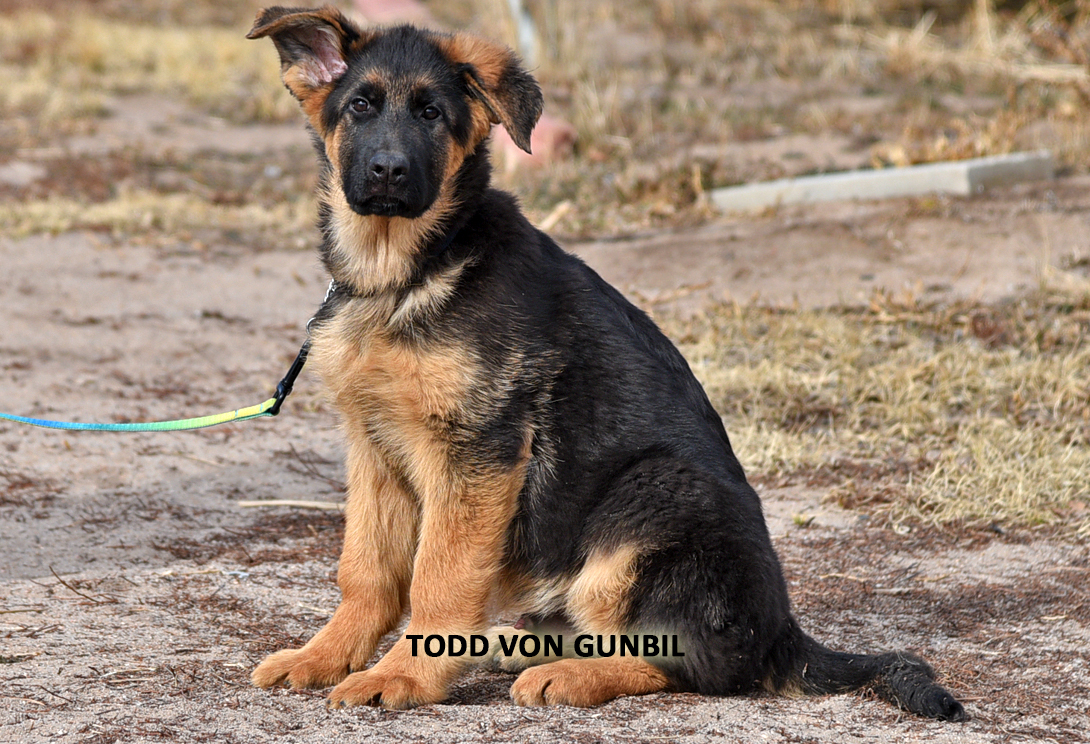 Todd training photo 5