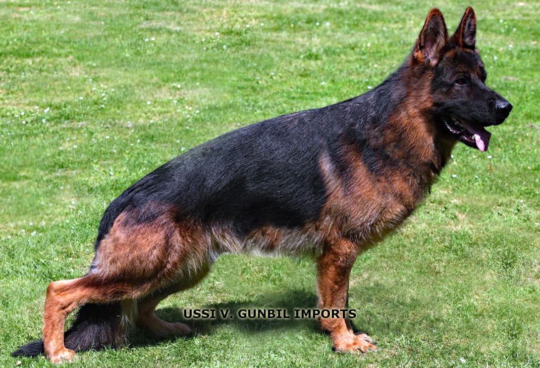 German Shepherd dam Ussi von Gunbil Imports, DM clear, A2/A1 hips & elbows