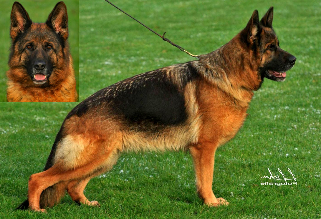 German Shepherd dam Yalla von Gunbil, IGP1 Kkl1, BSZS SG2
